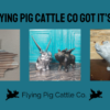 How Flying Pig Cattle Co got it’s name.